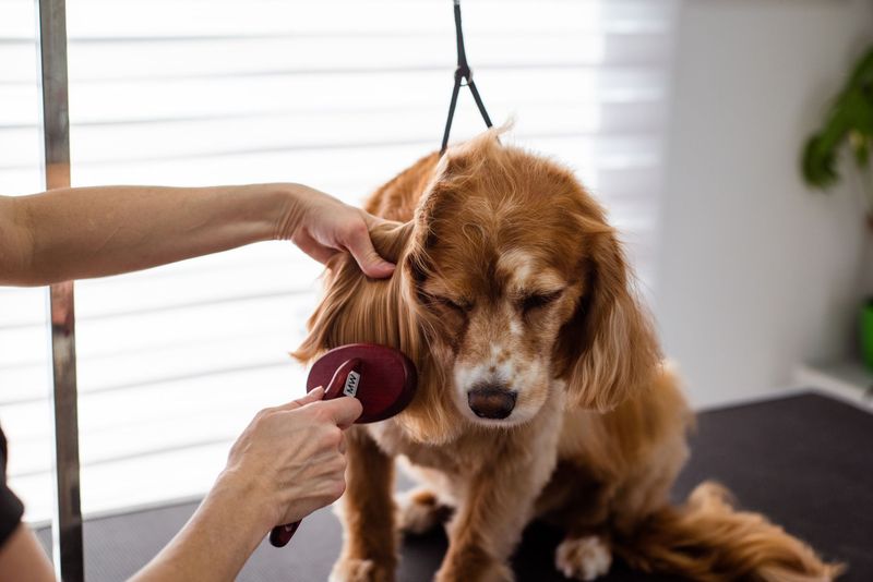 Poodle receiving gentle ear care on a grooming table