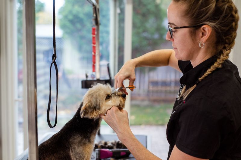Spaniel receiving gentle ear cleaning