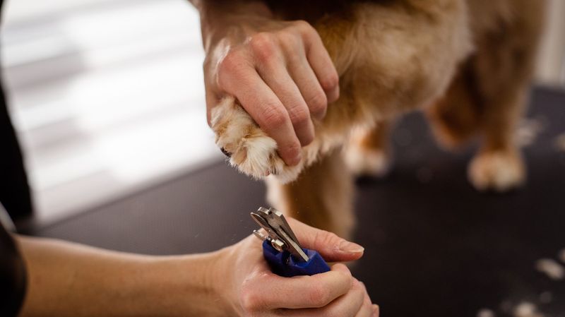 Happy dog enjoying a friendly grooming and washing session at Luxe paws in Mt Hope, Ohio