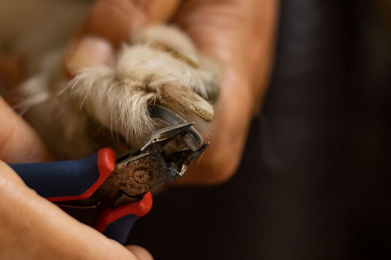 Groomer gently washing a small dog at Luxe paws in Mt Hope