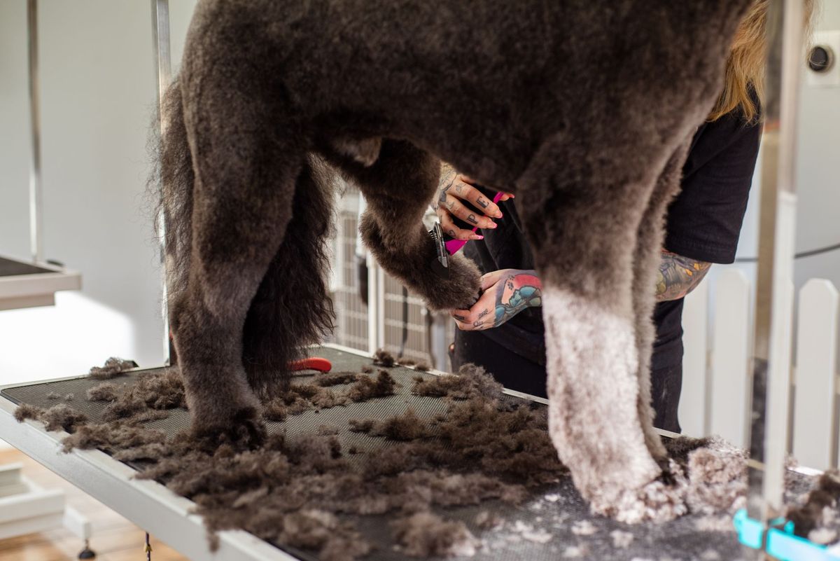 Fluffy dog receiving a thorough coat brushing at Luxe paws in Mt Hope