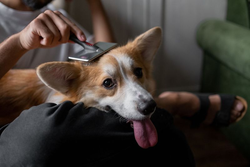 Groomer using scissors to shape a dog's coat at Luxe paws