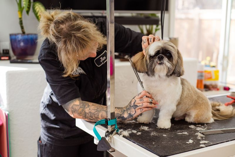 Fluffy dog being brushed during a Luxe paws grooming appointment