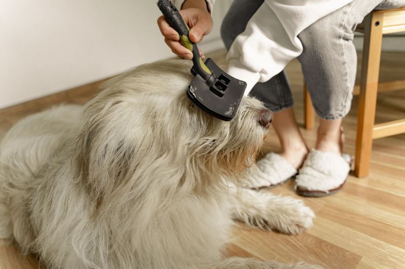 Groomer gently cleaning a dog's ears at Luxe paws