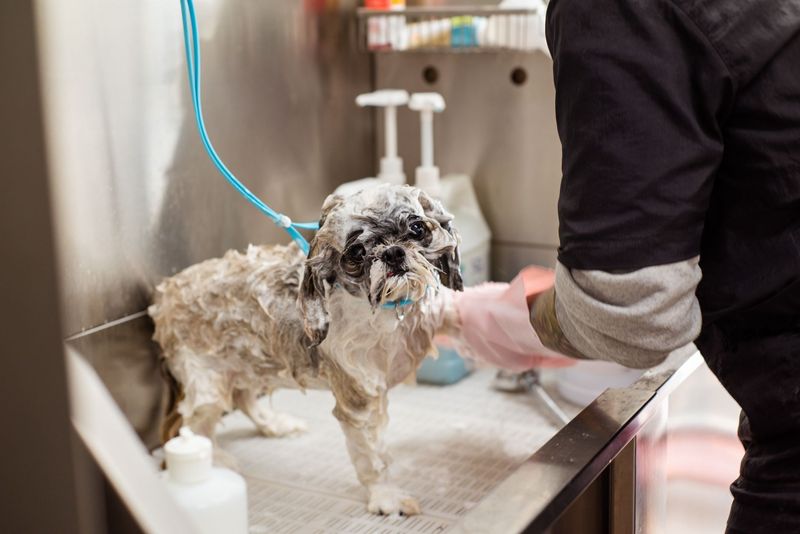 Groomer trimming a dog's hair at Luxe paws