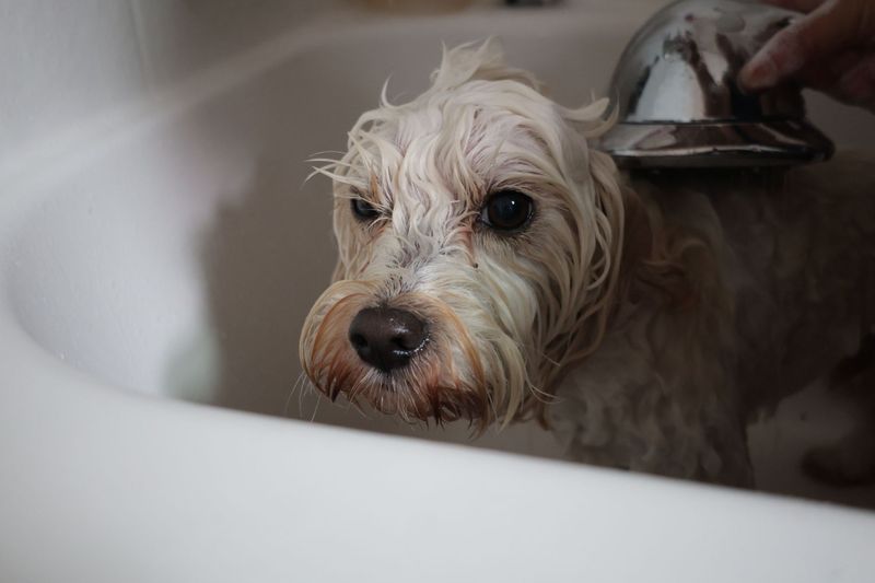 Groomer brushing a poodle's curly fur