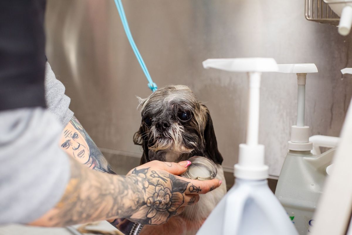 Dog receiving a careful hair trim at Luxe paws in Mt Hope