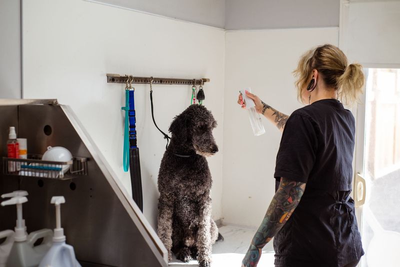 Fluffy dog receiving careful brushing