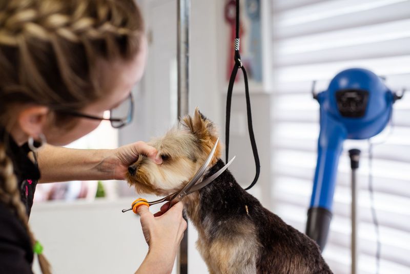 Dog being brushed during a Luxe paws grooming visit