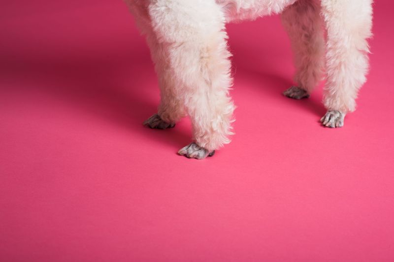 Happy spaniel receiving brushing in a grooming salon
