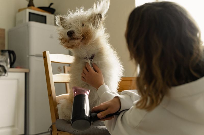 Professional groomer gently cleaning a dog's floppy ears