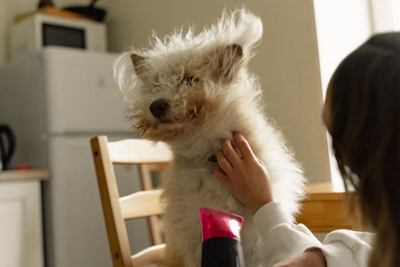 Dog groomer patiently brushing a curly-coated dog