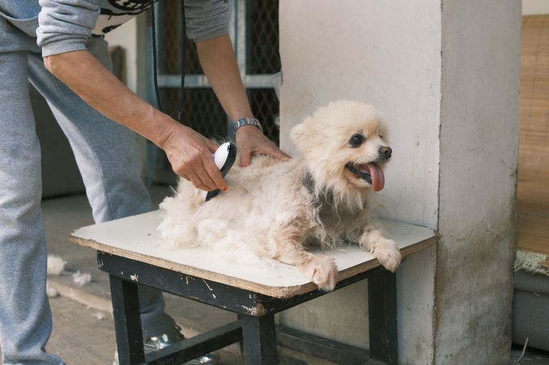Dog enjoying a washing service at Luxe paws