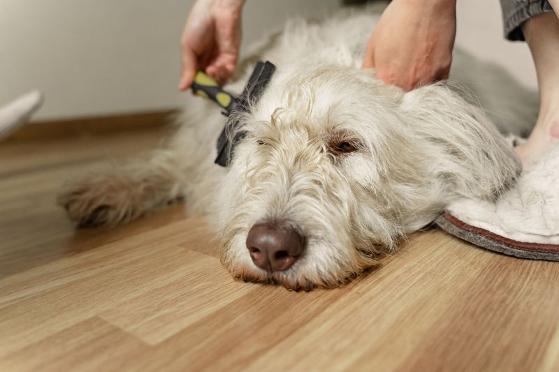 Dog toes receiving careful nail care during grooming