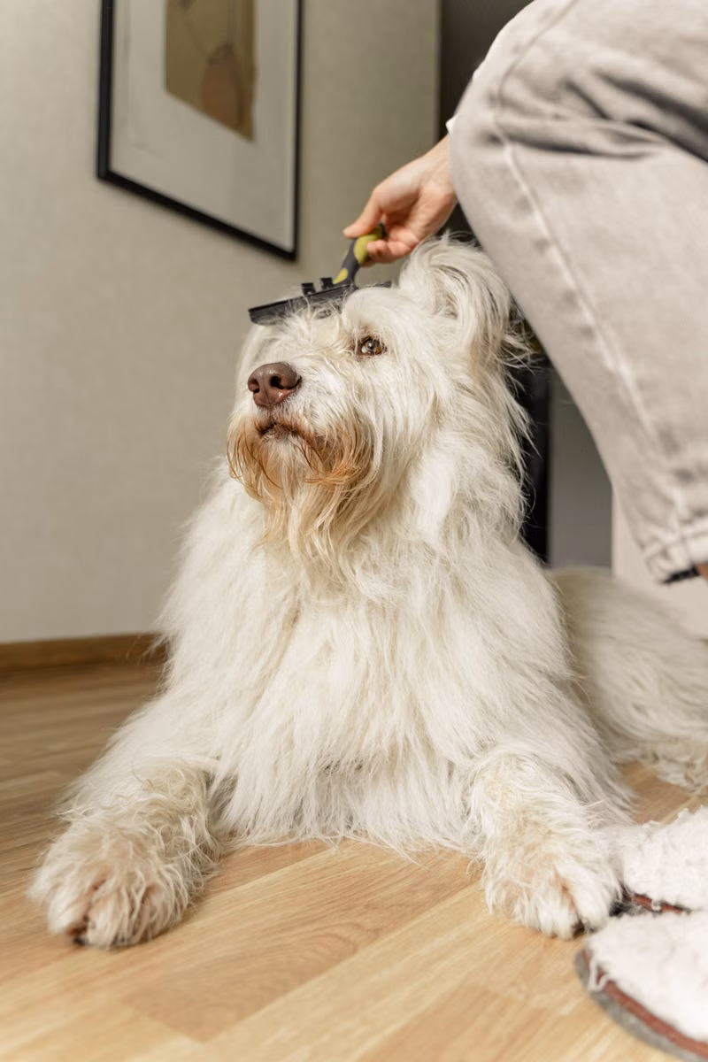 Content dog relaxing after a professional brushing session