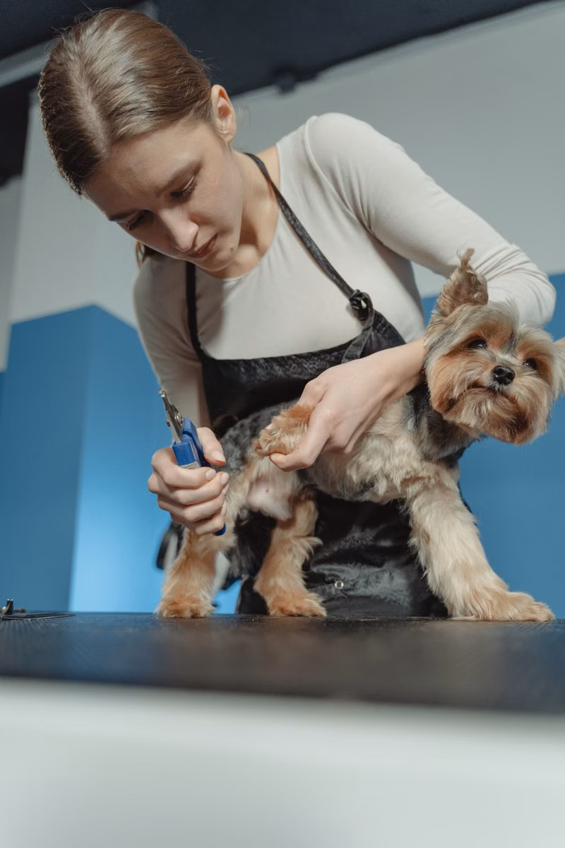 Dog receiving careful nail clipping