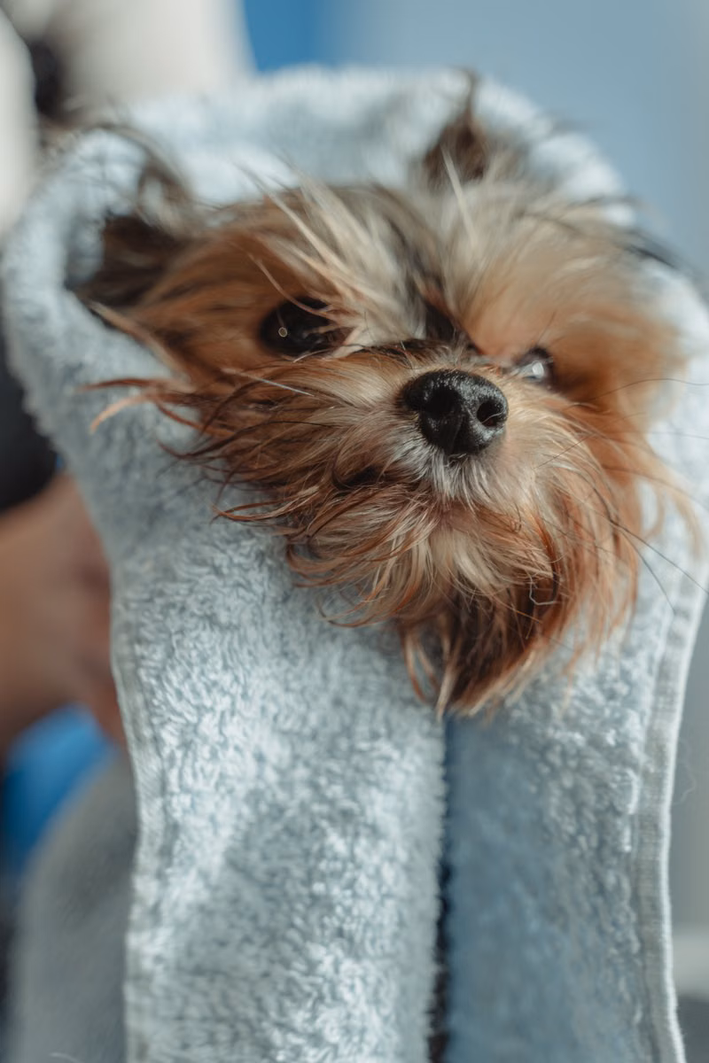 Freshly washed dog wrapped in a towel after grooming