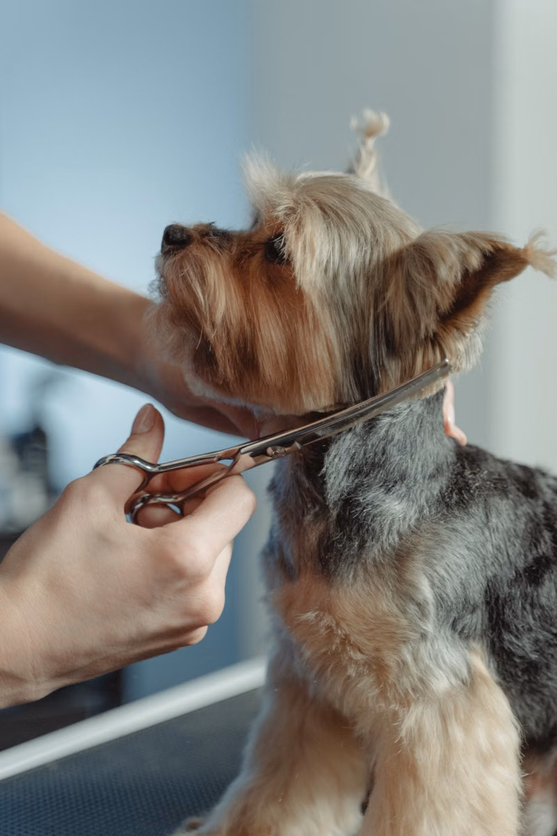 Curly-coated dog receiving a careful trim with grooming scissors