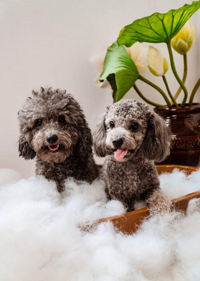 Close-up of bubbles during a gentle dog washing session