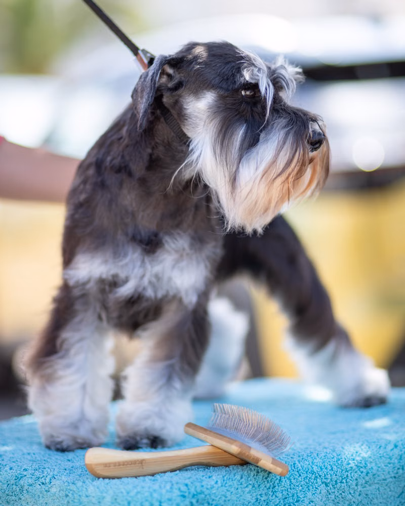 Small fluffy dog enjoying a brush-out grooming session